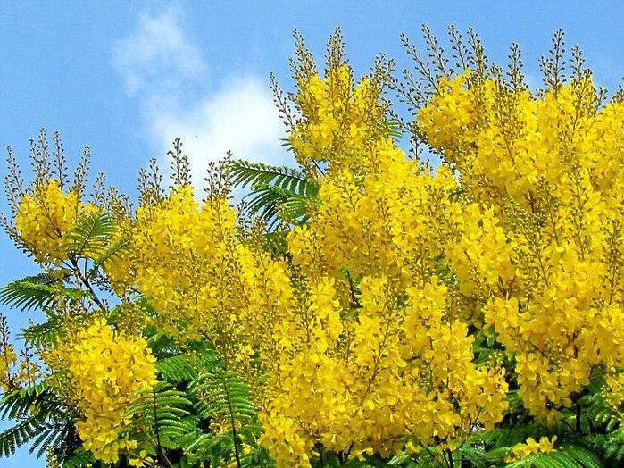 Дерево с желтыми цветами фото и названия и фото