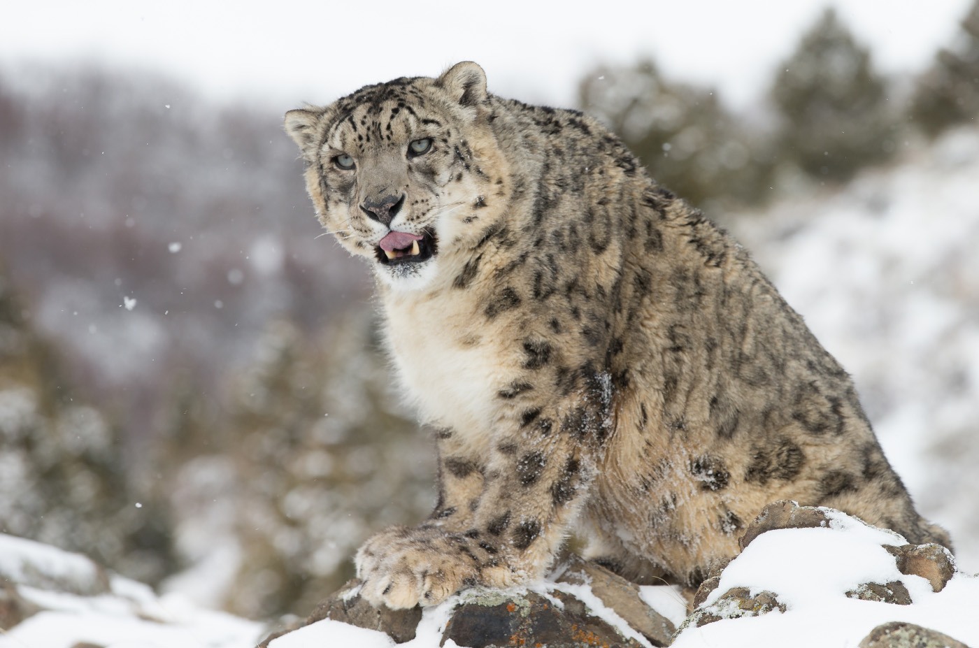 Irbis Snow Leopard