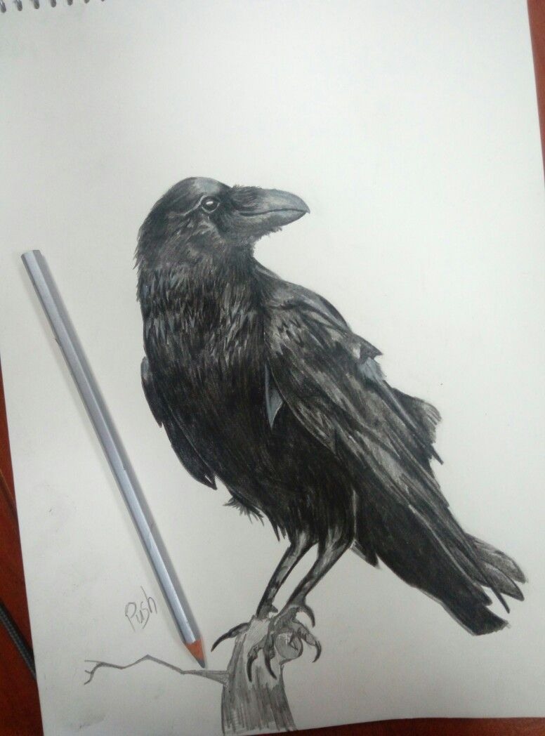 Рисунок вороны карандашом