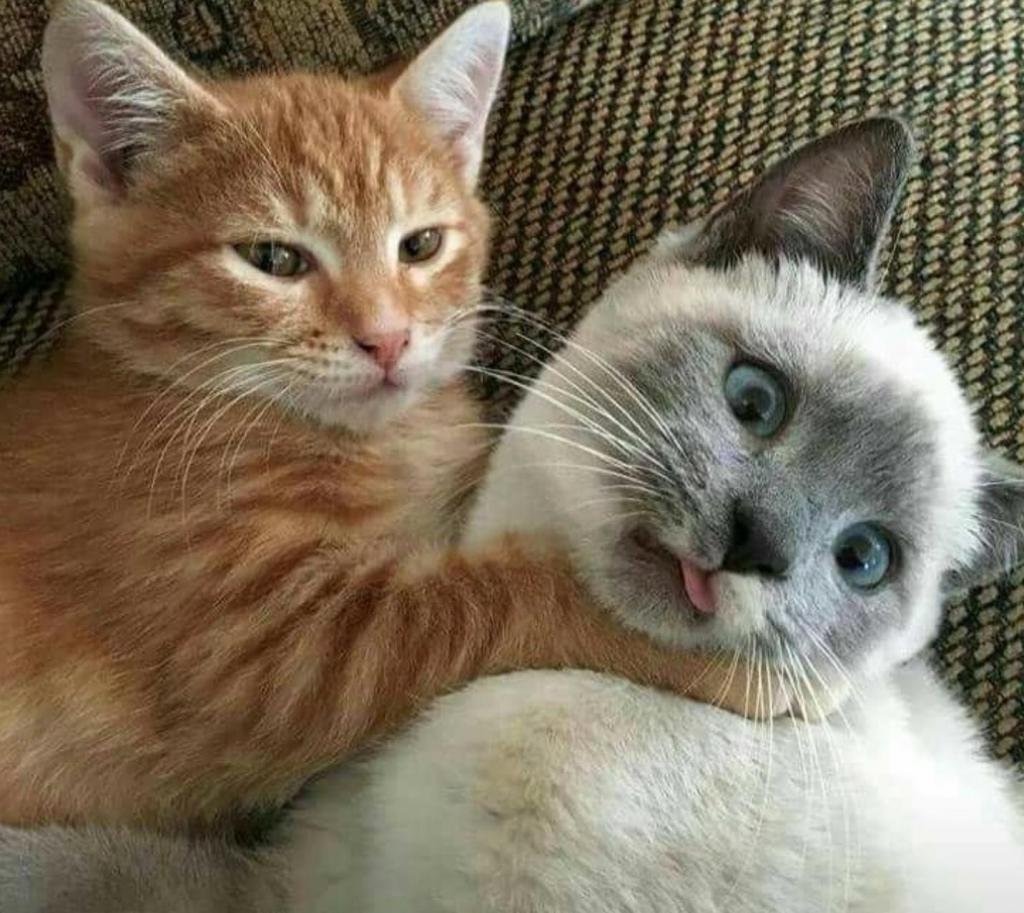 Два смешных кота