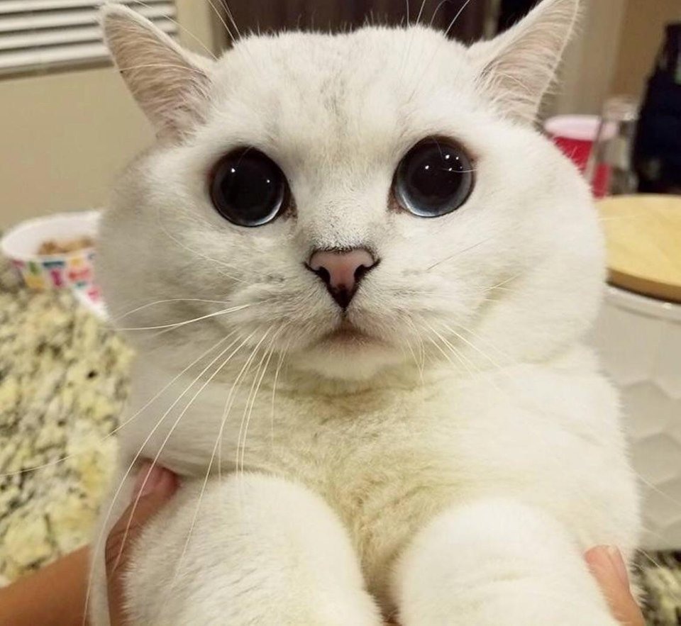 Милая кошка с большими глазами