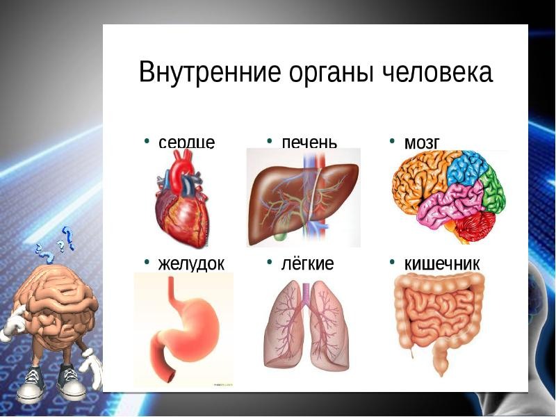 Органы человека картинки для детей