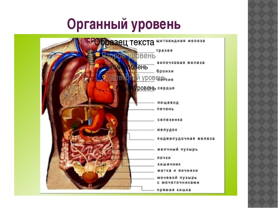 Организм человека фото внутренние органы мужчины схема и описание