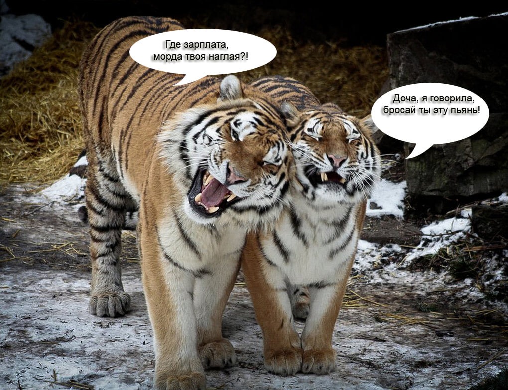 Сестричка встречает год тигра с членом в пизде