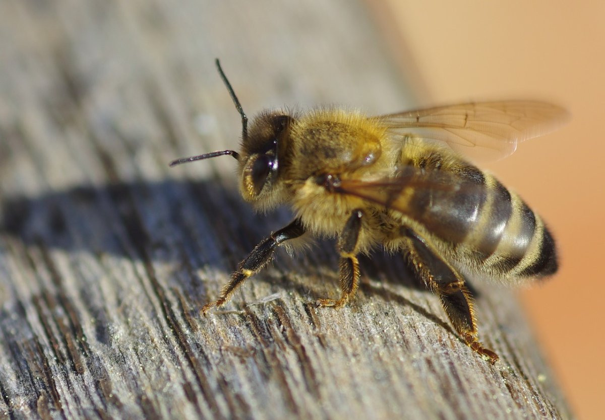 Бурзянская пчела матка