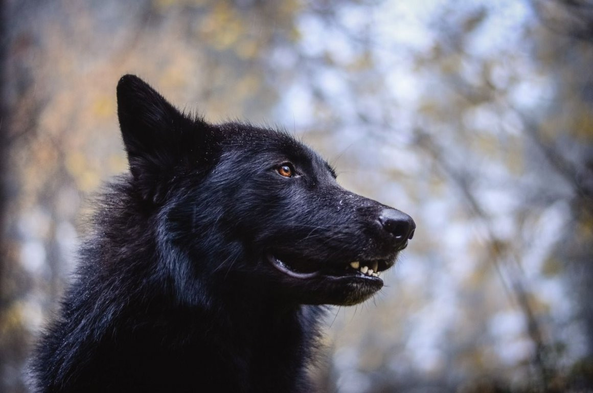 Канадский Волк Фото