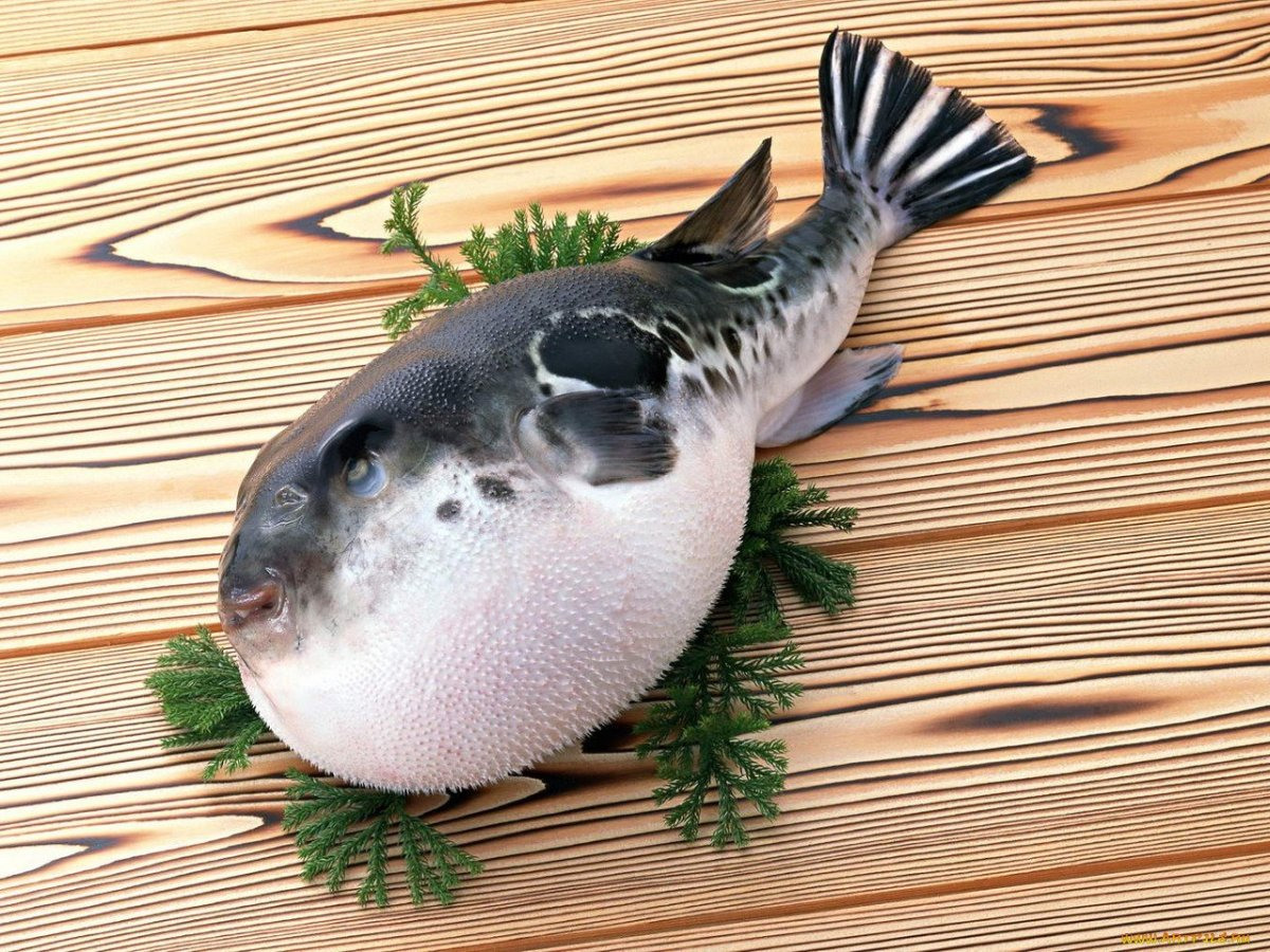 Японская ядовитая рыба фугу