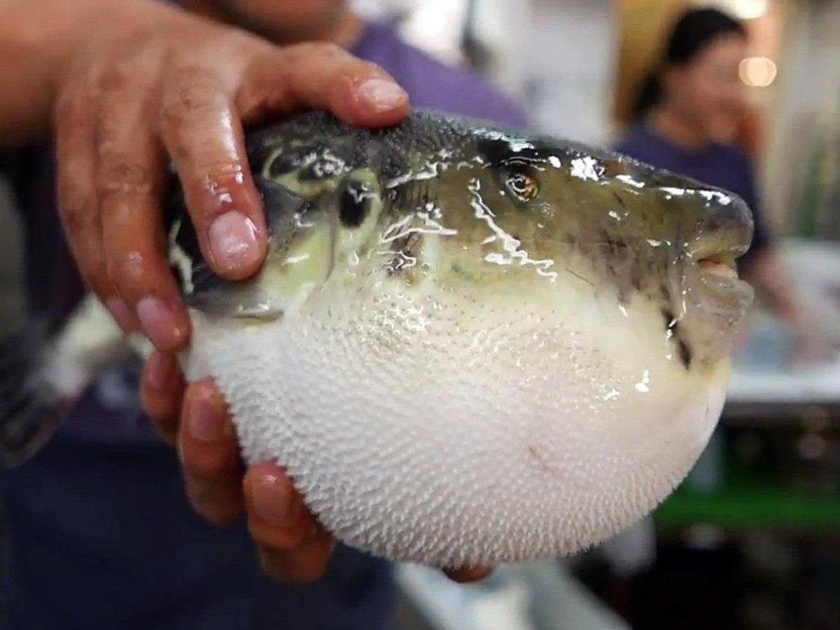 Рыба фугу в Японии