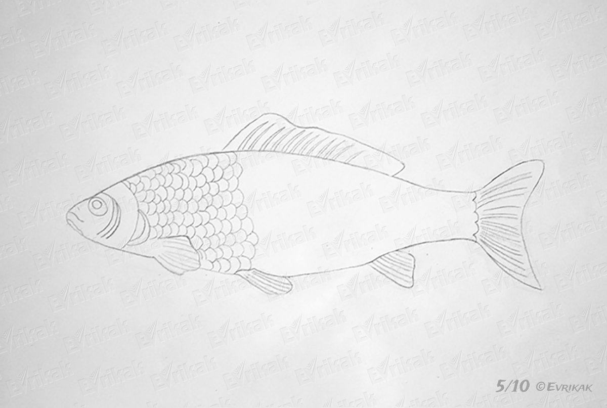 Нарисовать рыбу карандашом