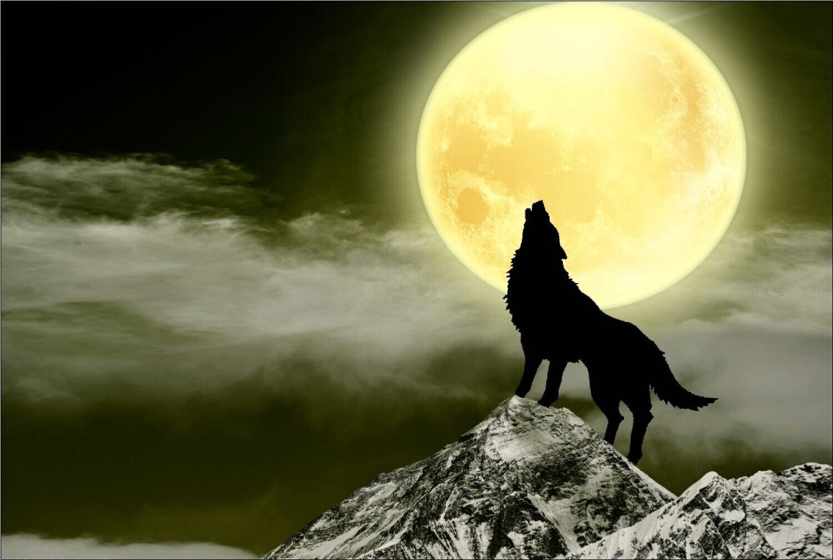 Волк и Луна