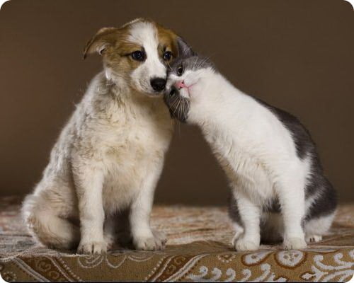 Красивые картинки животных кошек собак
