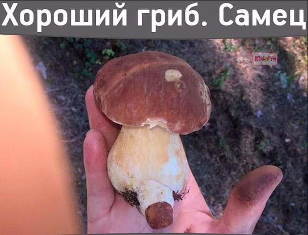 Очень прикольные картинки про грибы (30 фото) • Прикольные ...