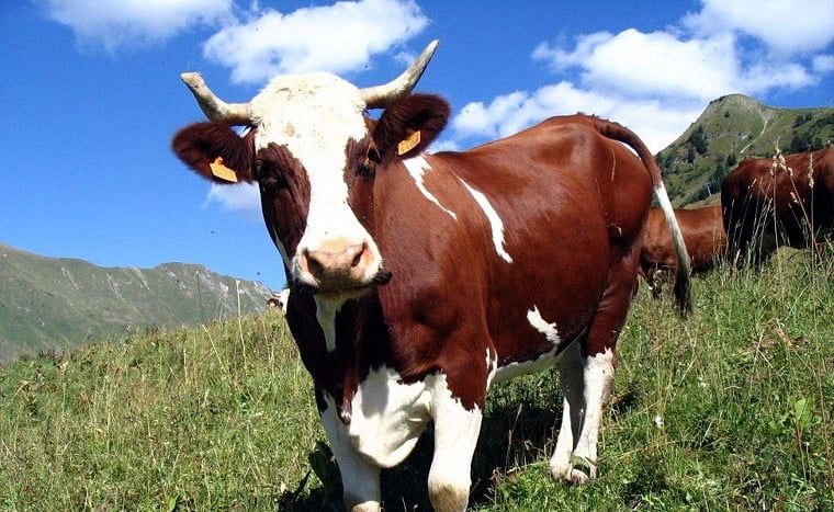 Корова фото пнг