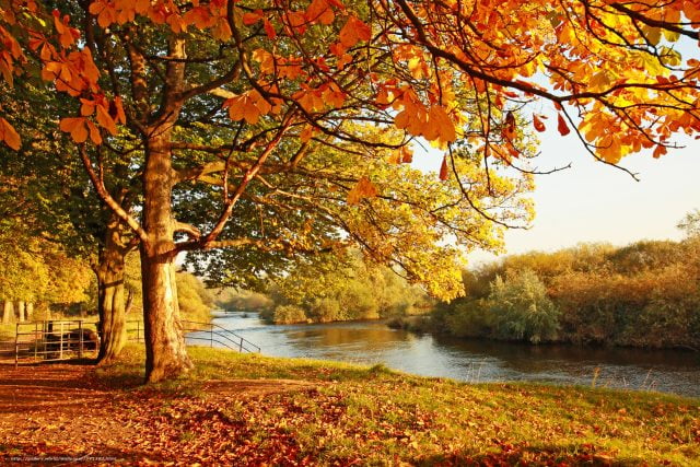 Деревья Осенью Фото Красивые