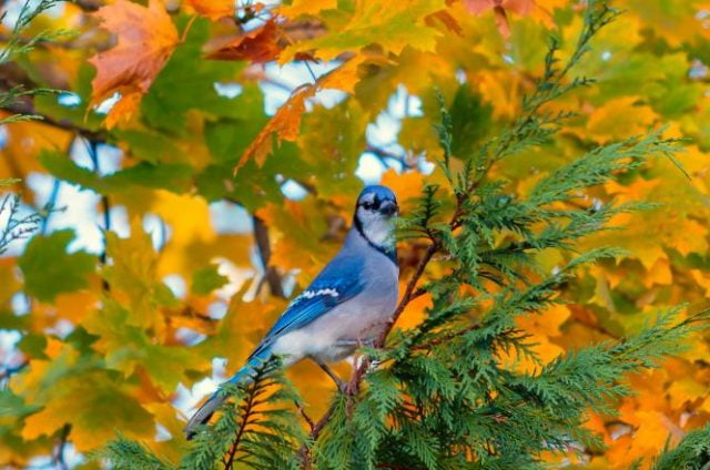 Фото картинки красивые пейзажи животные осенью