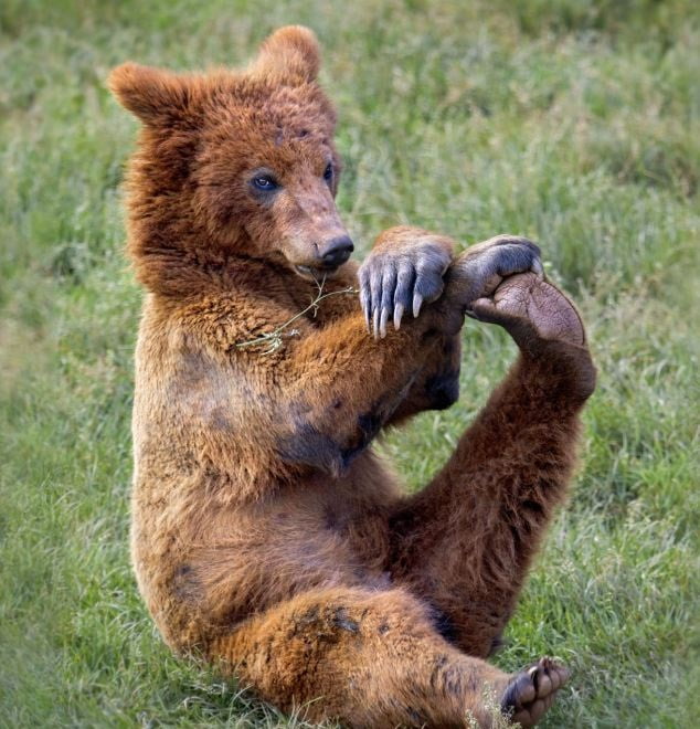 новости про поле конопли с медведями