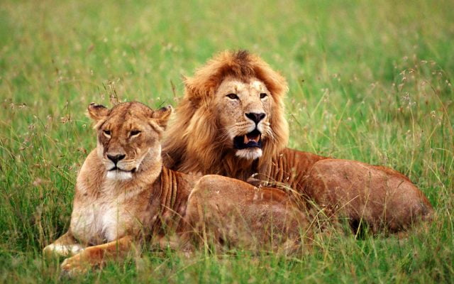 картинки львов на охоте