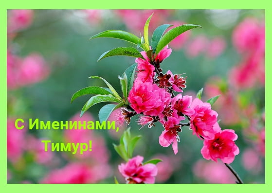 Тимур, с именинами тебя!