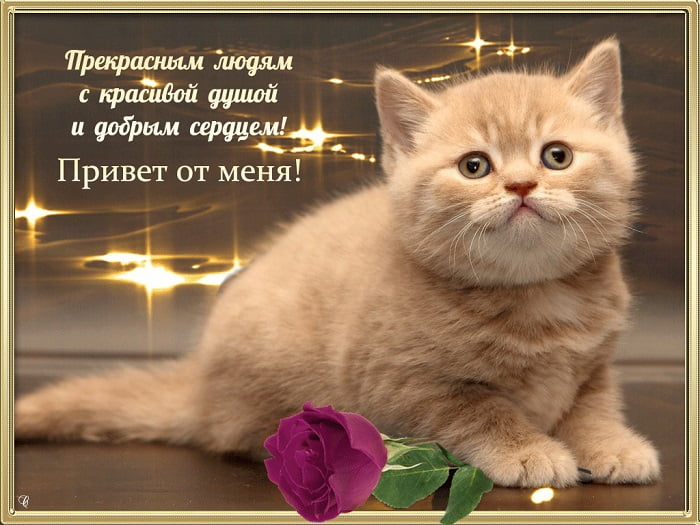 Картинка привет с котиками - лучшая подборка открыток в разделе: Другие  пожелания на npf-rpf.ru