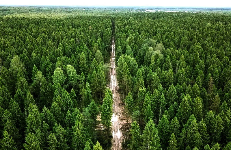 Леса лайер фото