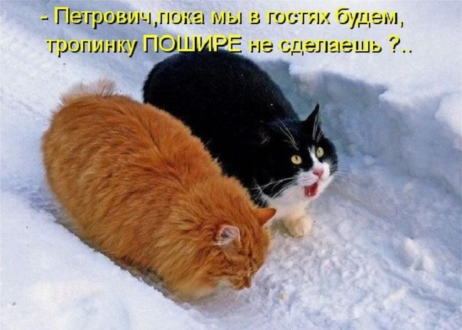 Фото Про Прикольных Котов