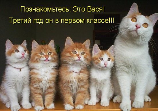 Прикольные картинки котлета