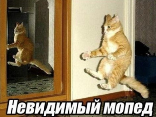 Смешные фото котов на аву с надписями