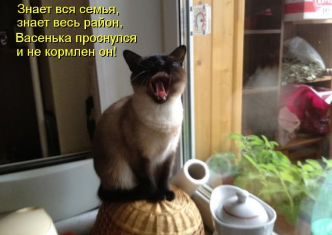 Смешные картинки про котов с надписью (50 фото) • Прикольные картинки и  позитив