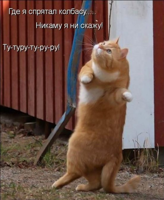 Смешные картинки про котов с надписью (50 фото) • Прикольные картинки и  позитив