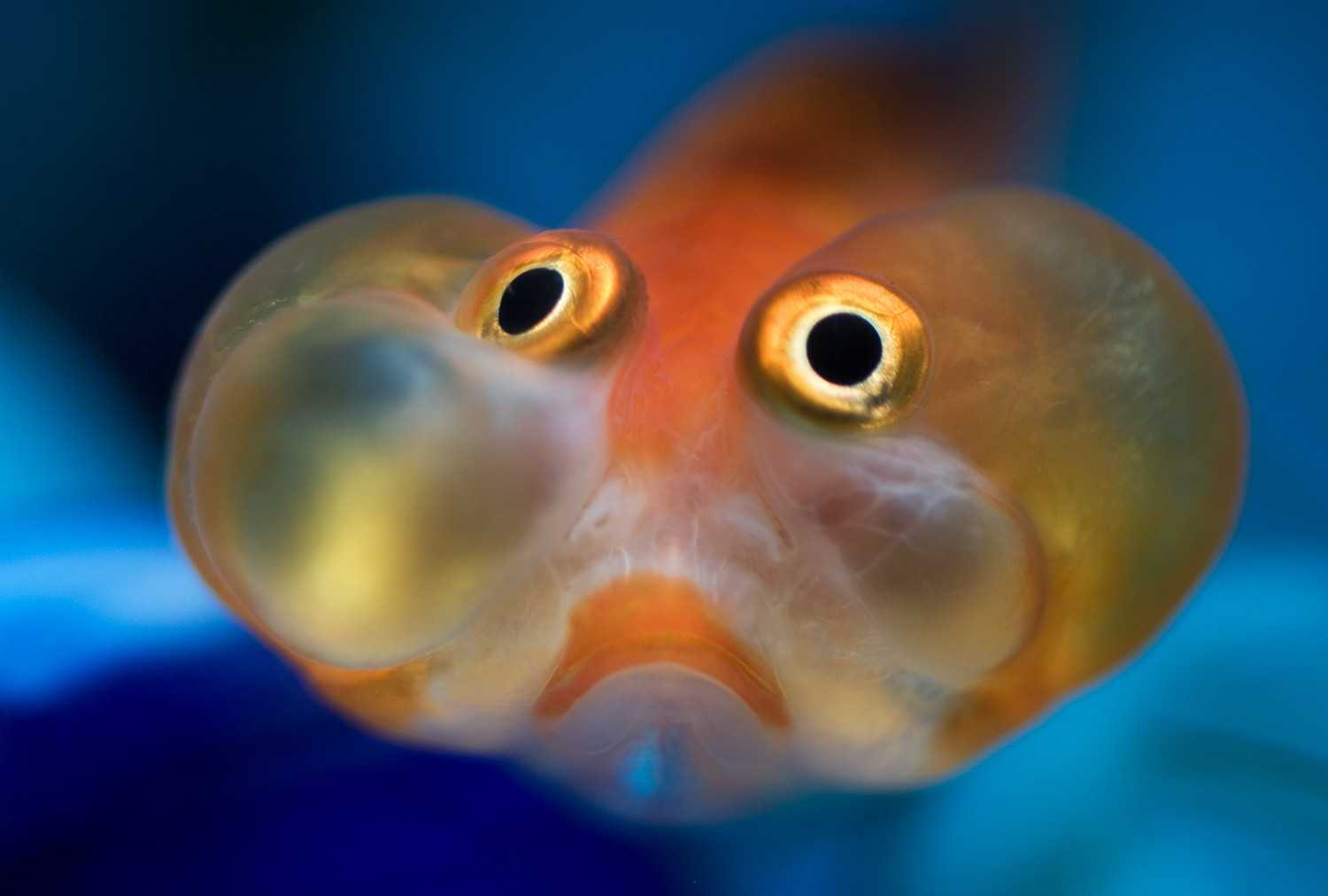 Самая глупая рыба. Аквариумная рыбка телескоп Звездочет. Звездочет рыбка аквариумная. Золотая рыбка Звездочет. Золотая рыбка пузыреглаз.
