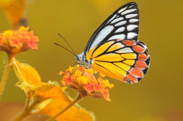 Картинки бабочек желтого цвета
