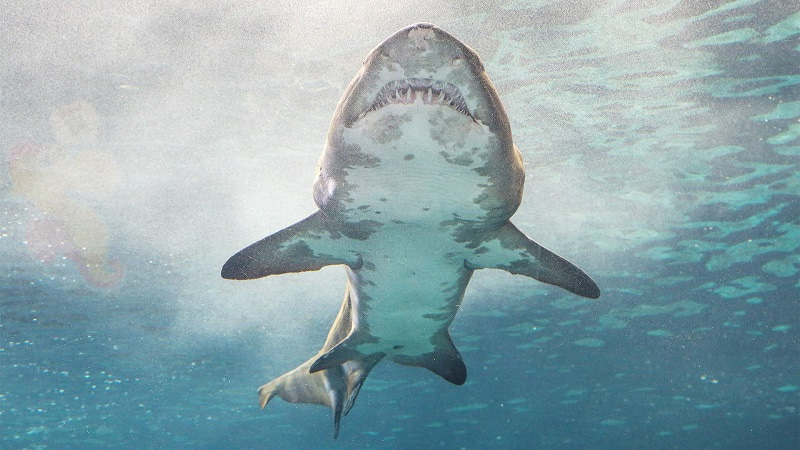 Красивые фото акул