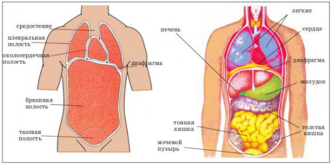 Печень человека расположение в картинках как называется операция на уменьшение желудка
