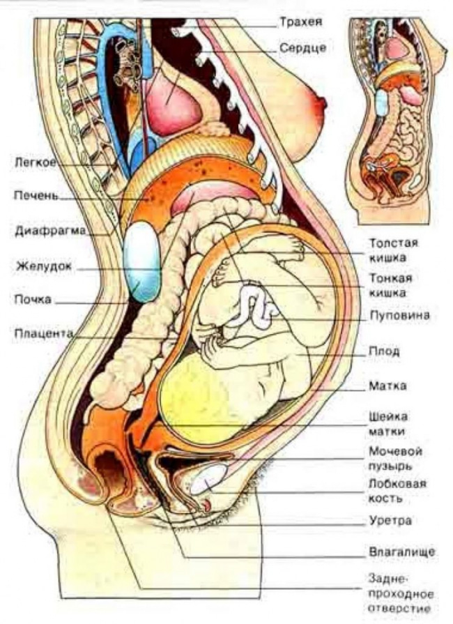 Строение и расположение органов брюшной полости