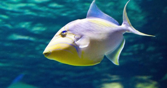 Рыба с открытым ртом фото