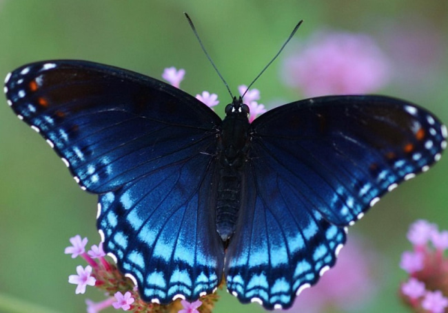Красивые мерцающие картинки бабочки