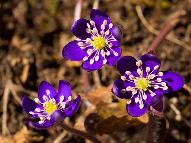 Подпись под фото весна цветы