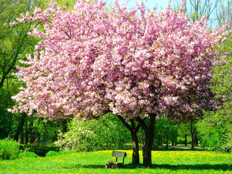 Дерево с бело розовыми цветами название фото