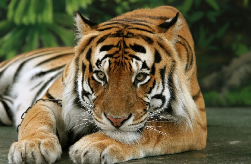 Милый тигр фото