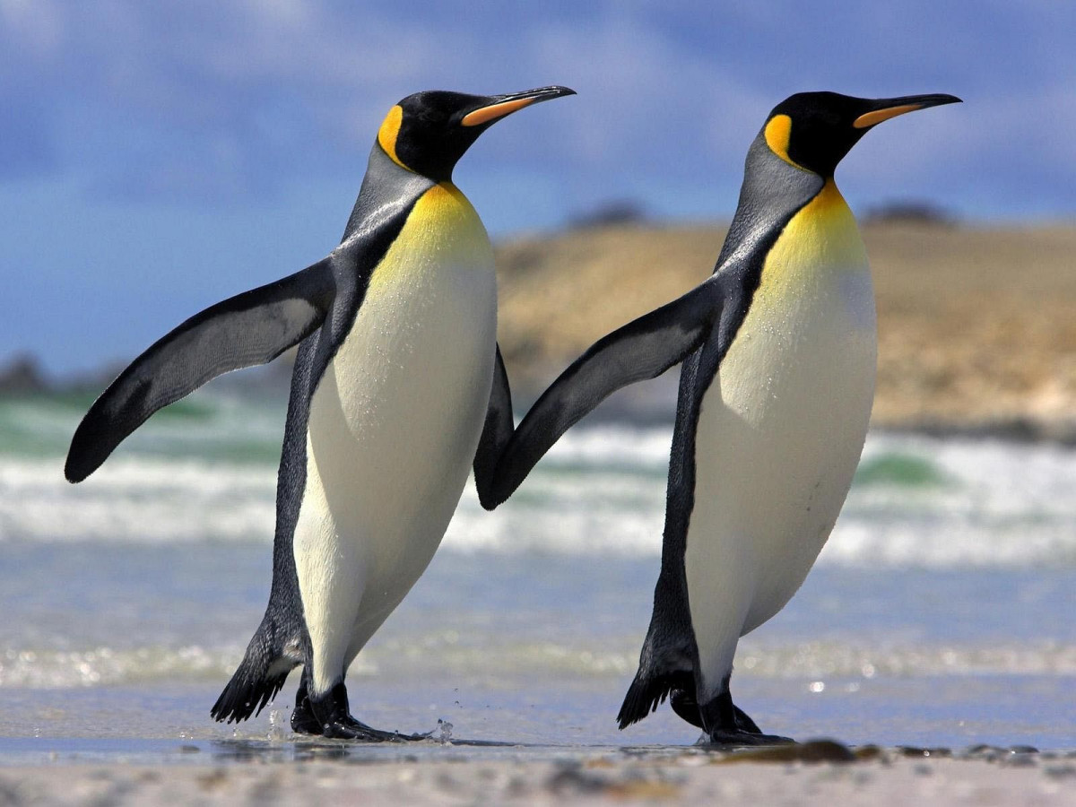 Птица пингвины представители