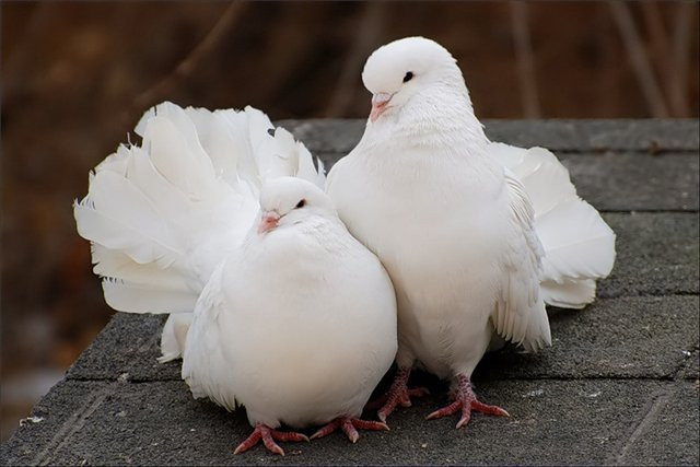 Птицы похожие на голубей фото и названия