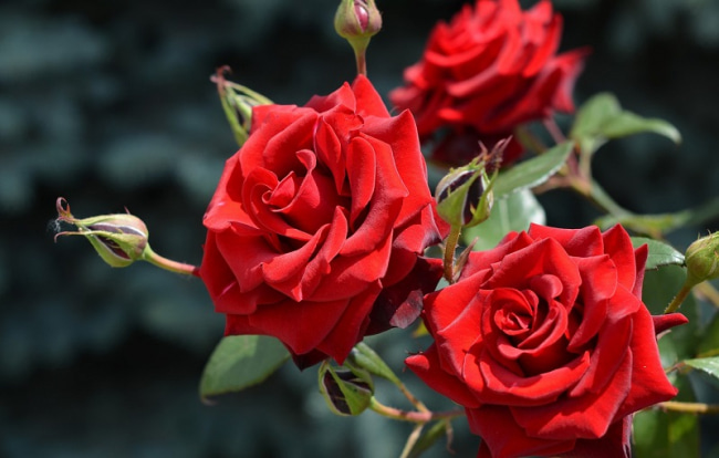 Живые Розы Фото