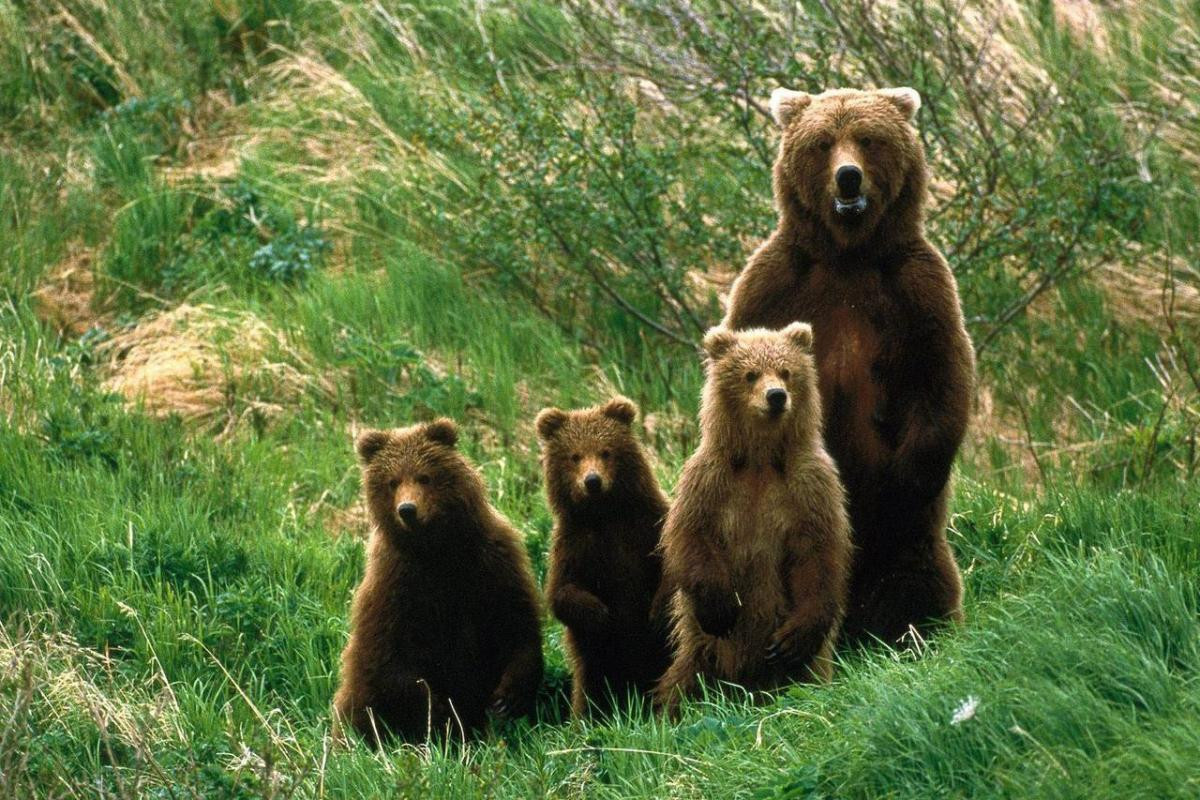 фотографии 3 медведей