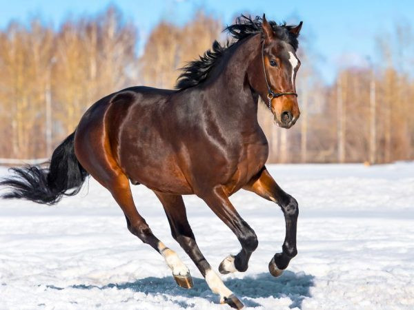 Фото лошади спереди