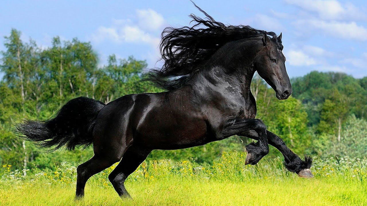 Фото Лошадей На Природе