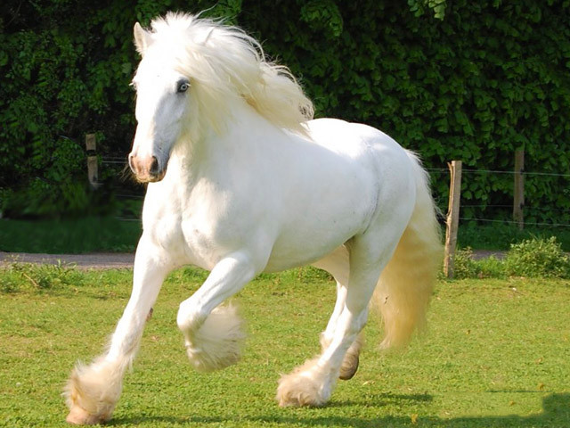Рассмотрите фотографию серой с мелкими белыми пятнами лошади