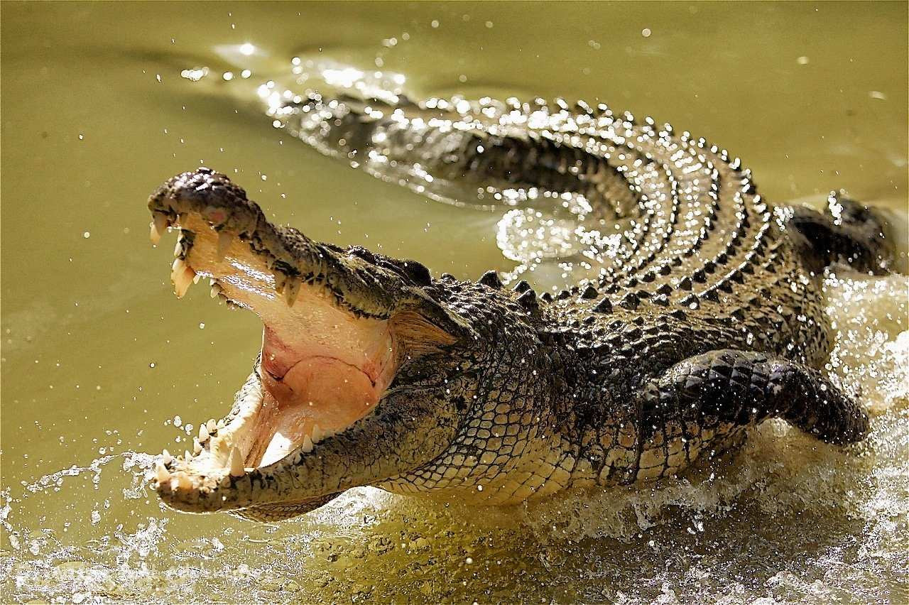 крокодил с открытой пастью фото