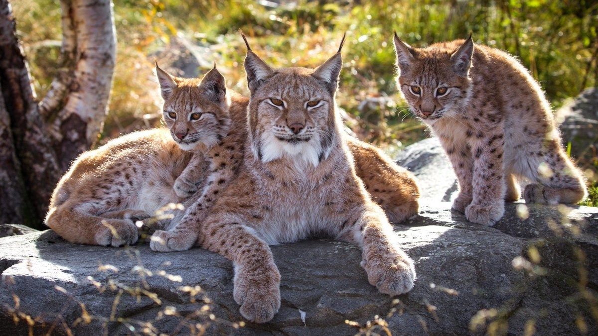 Рысь - Lynx Lynx (Linnaeus, 1758)