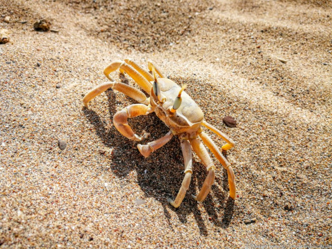 Крабы японского моря фото и названия