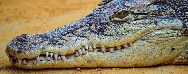 Черный крокодил фото